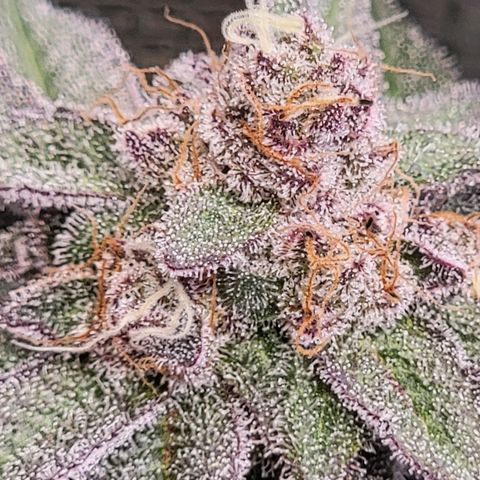 Weekend at Gary's  #1 growlog timeline photo