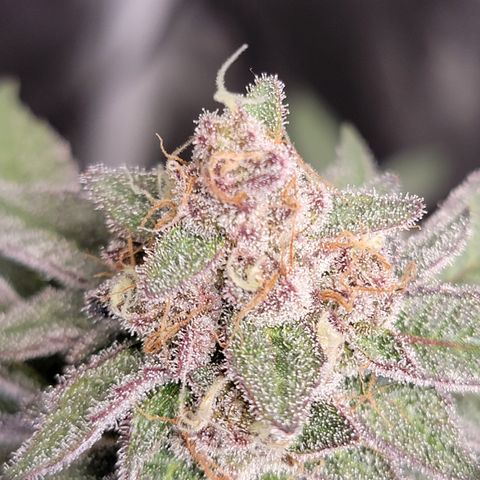 Weekend at Gary's  #1 growlog timeline photo