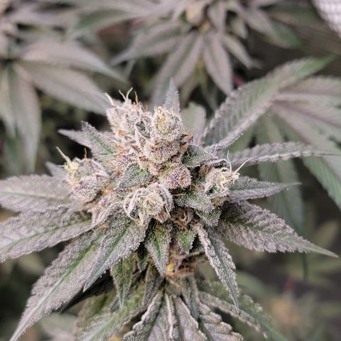 Weekend at Gary's  #2 growlog timeline photo