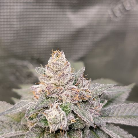 Weekend at Gary's  #2 growlog timeline photo