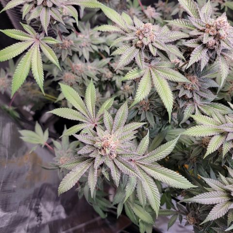 Weekend at Gary's  #1 growlog timeline photo