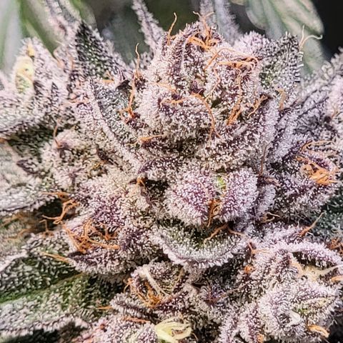 Weekend at Gary's  #2 growlog timeline photo