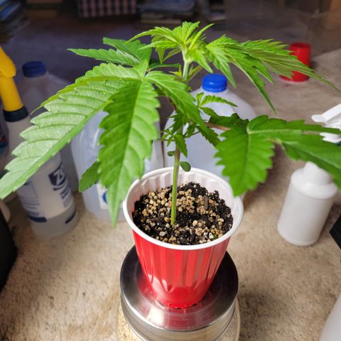 Bahama berry  growlog timeline photo