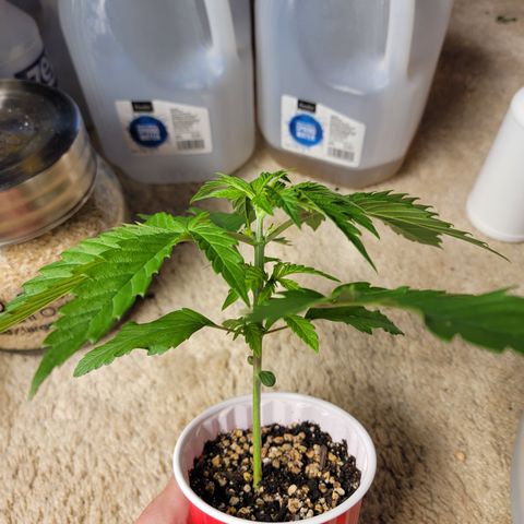Bahama berry  growlog timeline photo