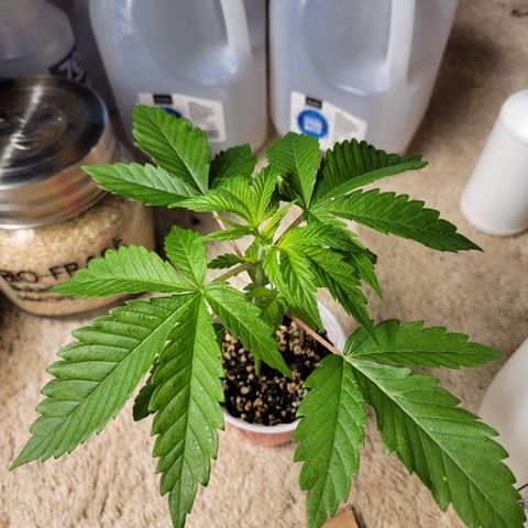 Bahama berry  growlog timeline photo