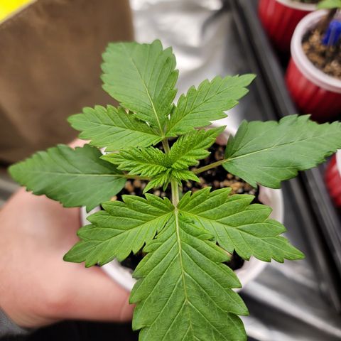 💪 growlog timeline photo