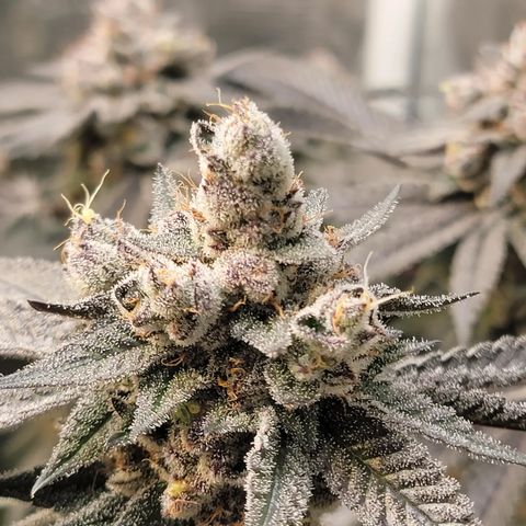 Weekend at Gary's  #2 growlog timeline photo