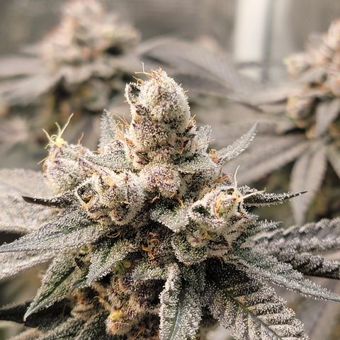 Weekend at Gary's  #2 growlog timeline photo
