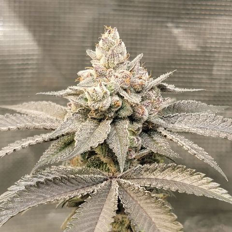 Weekend at Gary's  #2 growlog timeline photo