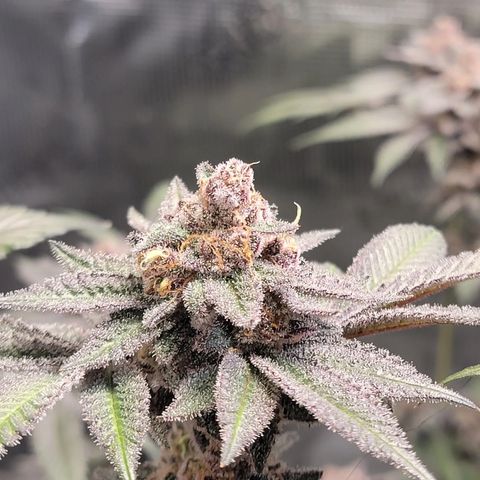 Weekend at Gary's  #1 growlog timeline photo