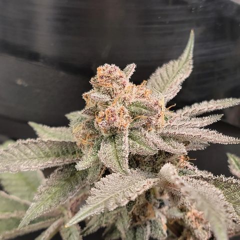 Weekend at Gary's  #1 growlog timeline photo