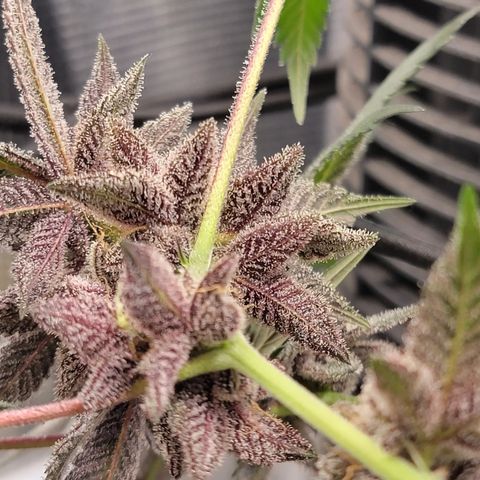 Weekend at Gary's  #1 growlog timeline photo