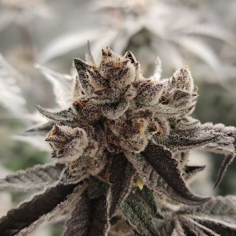 Weekend at Gary's  #2 growlog timeline photo