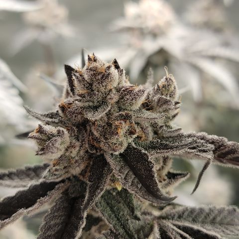 Weekend at Gary's  #2 growlog timeline photo