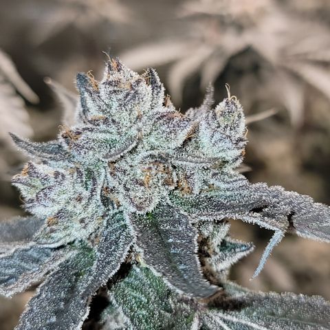 Weekend at Gary's  #2 growlog timeline photo