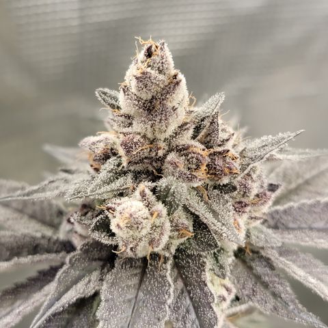Weekend at Gary's  #2 growlog timeline photo
