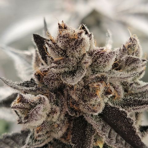 Weekend at Gary's  #2 growlog timeline photo
