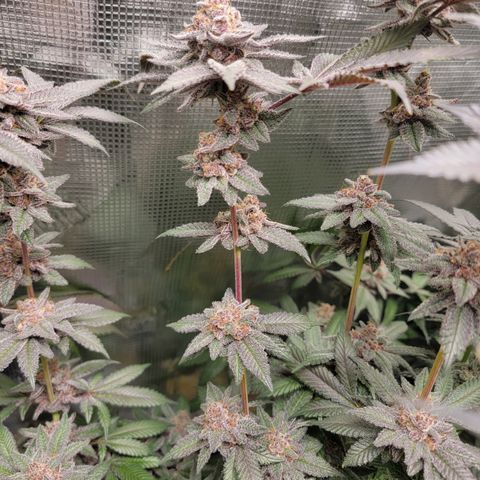 Weekend at Gary's  #1 growlog timeline photo