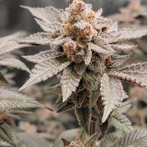 Weekend at Gary's  #1 growlog timeline photo