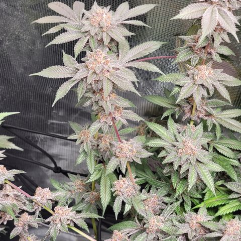 Weekend at Gary's  #1 growlog timeline photo