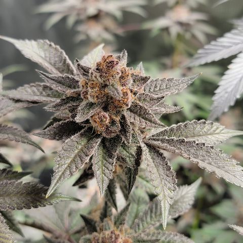 Weekend at Gary's  #1 growlog timeline photo
