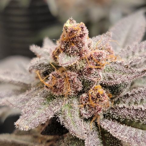 Weekend at Gary's  #1 growlog timeline photo