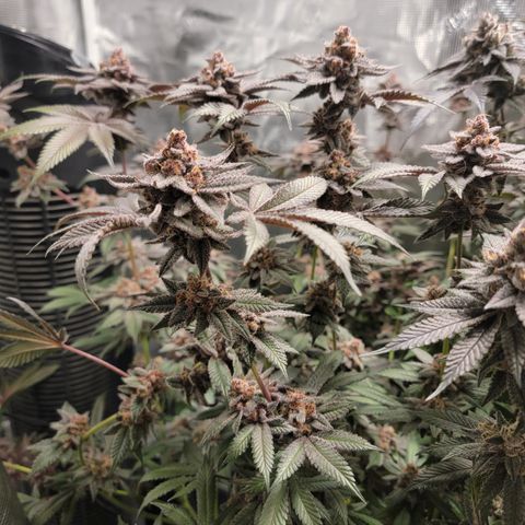 Weekend at Gary's  #1 growlog timeline photo