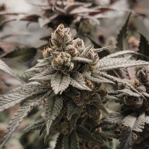 Weekend at Gary's  #2 growlog timeline photo