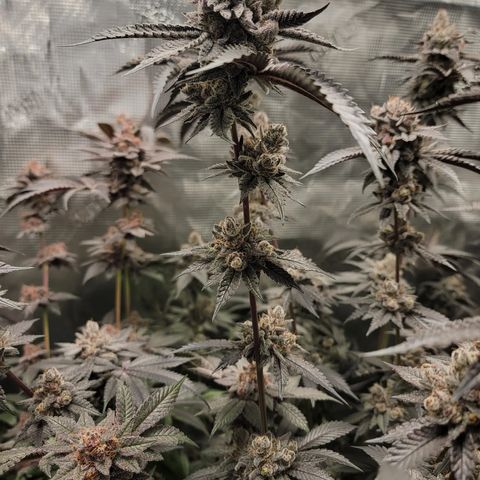Weekend at Gary's  #2 growlog timeline photo