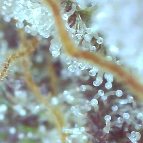 Weekend at Gary's  #2 growlog timeline photo