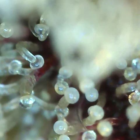 Weekend at Gary's  #2 growlog timeline photo