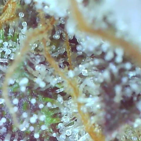 Weekend at Gary's  #2 growlog timeline photo