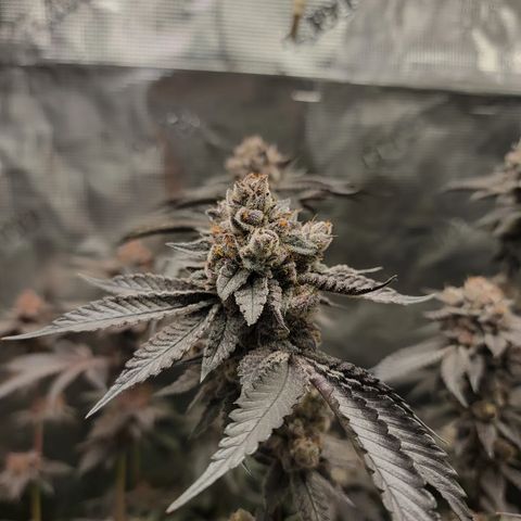 Weekend at Gary's  #2 growlog timeline photo