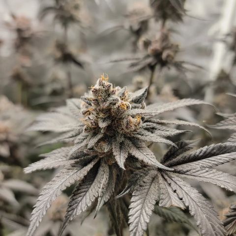 Weekend at Gary's  #2 growlog timeline photo