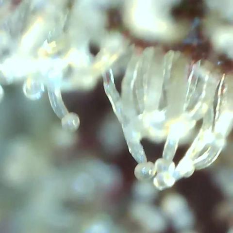Weekend at Gary's  #2 growlog timeline photo