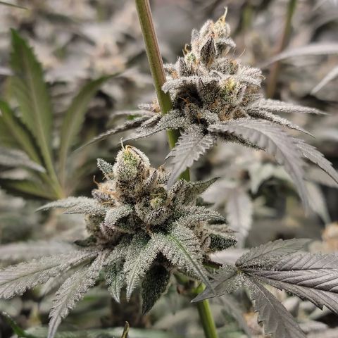 Weekend at Gary's  #2 growlog timeline photo