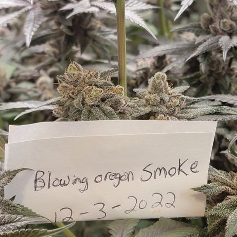 Weekend at Gary's  #2 growlog timeline photo