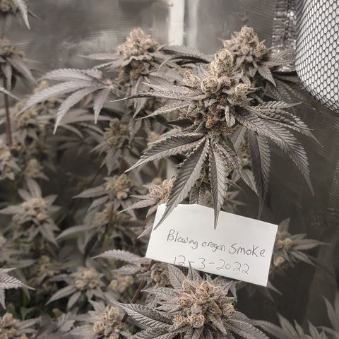 Weekend at Gary's  #2 growlog timeline photo