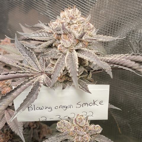 Weekend at Gary's  #2 growlog timeline photo