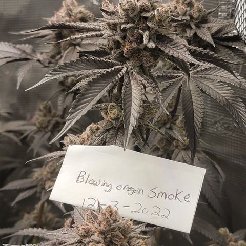 Weekend at Gary's  #2 growlog timeline photo