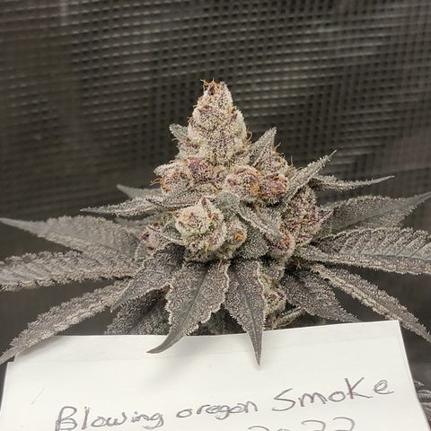 Weekend at Gary's  #2 growlog timeline photo