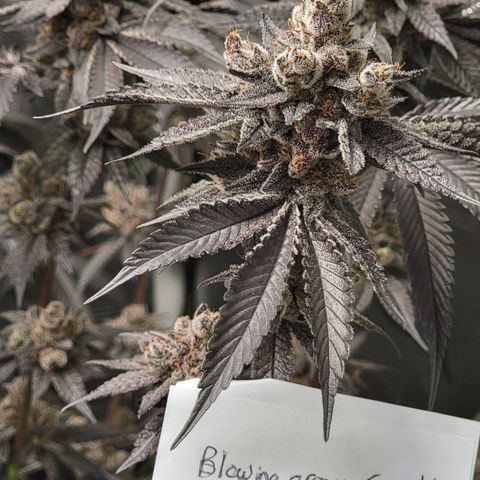 Weekend at Gary's  #2 growlog timeline photo