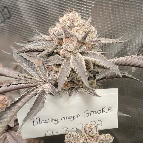 Weekend at Gary's  #2 growlog timeline photo