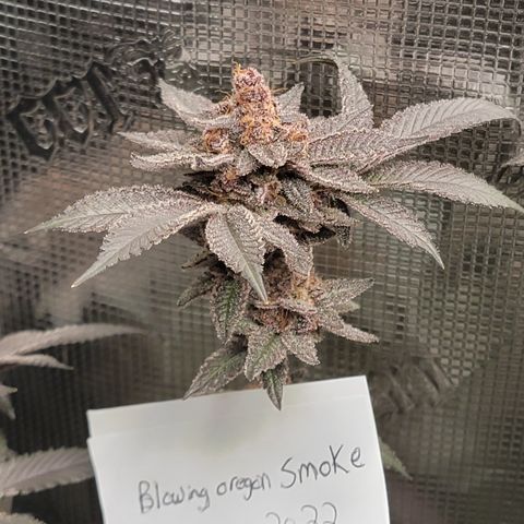 Weekend at Gary's  #1 growlog timeline photo