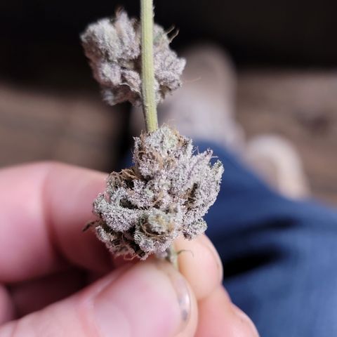 Weekend at Gary's  #1 growlog timeline photo