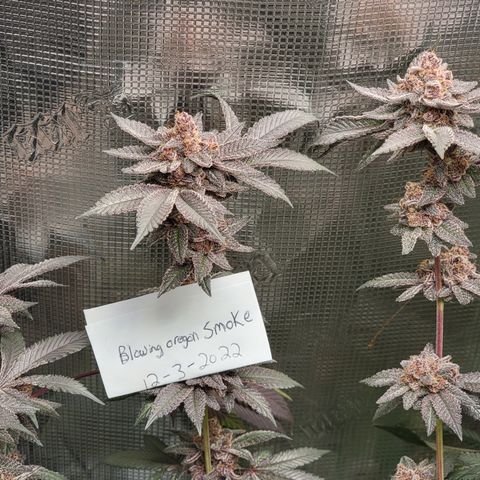 Weekend at Gary's  #1 growlog timeline photo
