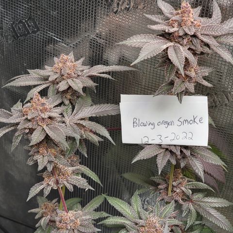 Weekend at Gary's  #1 growlog timeline photo