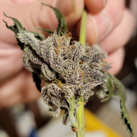 Weekend at Gary's  #1 growlog timeline photo