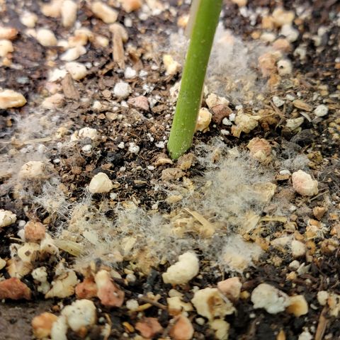 Bahama berry  growlog timeline photo