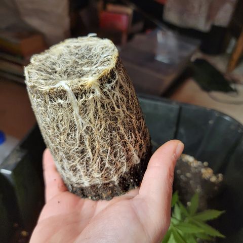 Bahama berry  growlog timeline photo